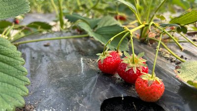 Рання полуниця