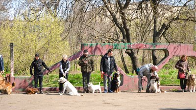 В Одесі оголосили "собачу мобілізацію". ФОТО, ВІДЕО