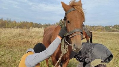 На Рівненщині шукають коней поліської породи. Хто та чому це робить На Рівненщині шукають коней поліської породи. Хто та чому це робить
