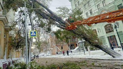 дерево упало в Одесі