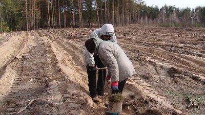 Висаджують ліс Висаджують ліс