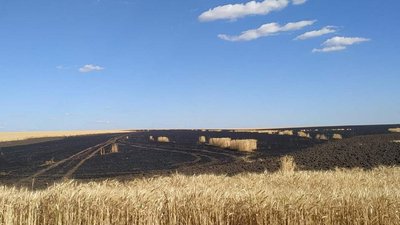 Третє поле за тиждень: на Харківщині розслідують загоряння пшениці Третє поле за тиждень: на Харківщині розслідують загоряння пшениці