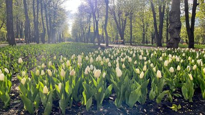 Тюльпани в кропивницькому дендропарку