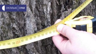 На місці кленової алеї, яку висадила родина Нарбутів на Сумщині, планують створити артоб'єкт На місці кленової алеї, яку висадила родина Нарбутів на Сумщині, планують створити артоб'єкт