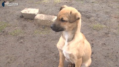 Поліція відкрила кримінальне провадження за фактом розстрілу собак на Хмельниччині