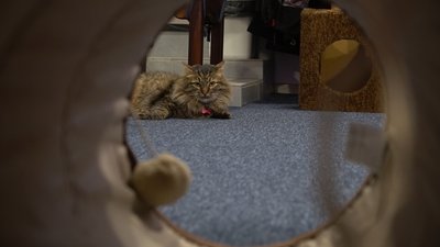 У Запоріжжі відкрили котокафе, в якому прихистили тварин з прифронтових територій, котокафе Запоріжжя, тварини з прифронтових територій У Запоріжжі відкрили котокафе, в якому прихистили тварин з прифронтових територій, котокафе Запоріжжя, тварини з прифронтових територій