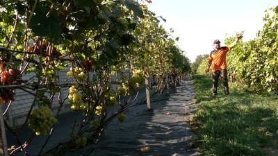 Виростив понад 100 сортів, 120 кущів: історія виноградаря-аматора з Рівненщини Виростив понад 100 сортів, 120 кущів: історія виноградаря-аматора з Рівненщини