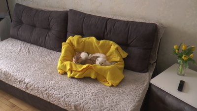 Евакуйовані з Маріуполя: як живуть кішки-переселенці у новій оселі Евакуйовані з Маріуполя: як живуть кішки-переселенці у новій оселі