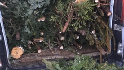 Мешканцю Львівщини загрожує до 25 тисяч гривень штрафу за вирубку ялинок