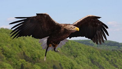 Запорізький орнітолог розповів про розмаїття птаства на острові Хортиця
