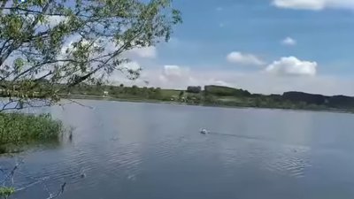 На Бурштинське водосховище випустили лебедів, які були на реабілітації На Бурштинське водосховище випустили лебедів, які були на реабілітації