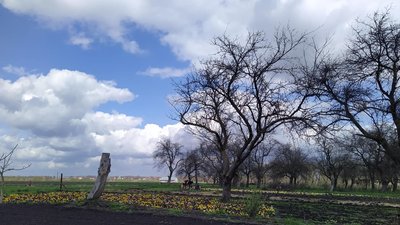 У селі на Львівщині вирощують квіткову плантацію У селі на Львівщині вирощують квіткову плантацію