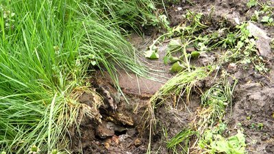В Житомирі вода з каналізаційного люка підтоплює двір — комунальники пояснили причину В Житомирі вода з каналізаційного люка підтоплює двір — комунальники пояснили причину