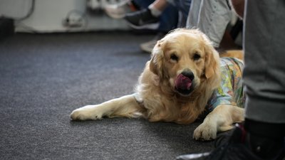 "Ставлення до тварин – це мірило розвитку": зооволонтери Сум розповіли як піклуватися про тварин "Ставлення до тварин – це мірило розвитку": зооволонтери Сум розповіли як піклуватися про тварин