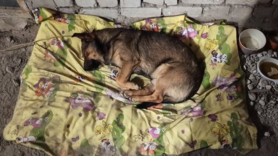 Працювали впритул до лінії фронту: житомирські лікарі розповіли про роботу на деокупованій Харківщині Працювали впритул до лінії фронту: житомирські лікарі розповіли про роботу на деокупованій Харківщині