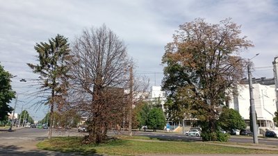 "Шанси є": який стан пошкоджених каштанів та лип на Рівненській у Луцьку "Шанси є": який стан пошкоджених каштанів та лип на Рівненській у Луцьку