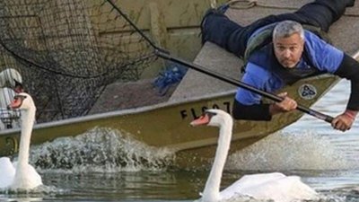 Лебеді у Лейкленді Лебеді у Лейкленді