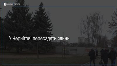Ялини, що ростуть біля видавничого комплексу «Десна» у Чернігові, пересадять до підніжжя церкви