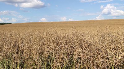 Посіви ріпаку Посіви ріпаку