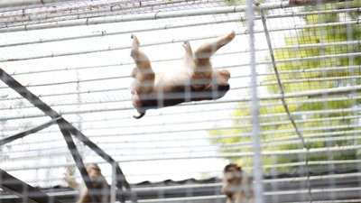В Одеському зоопарку з'явилися свинохвості макаки В Одеському зоопарку з'явилися свинохвості макаки