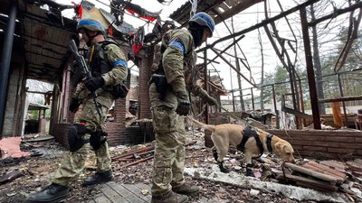 Обстежувала школи, знаходила заміновані тіла. Як лабрадор Кіра допомагає розміновувати Донецьку область Обстежувала школи, знаходила заміновані тіла. Як лабрадор Кіра допомагає розміновувати Донецьку область