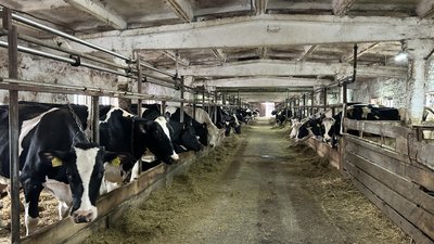 Розведення племінного поголів'я великої рогатої худоби на Полтавщині Розведення племінного поголів'я великої рогатої худоби на Полтавщині