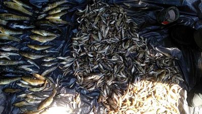 Поліцейські Херсонщини вилучили незаконний улов морепродуктів