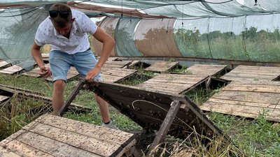 На Миколаївщині чоловік вирощує равликів, придатних для споживання На Миколаївщині чоловік вирощує равликів, придатних для споживання