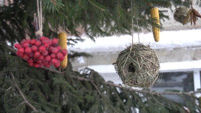 Цьогоріч ялинку на подвір’ї центру вперше прикрасили екоіграшками Цьогоріч ялинку на подвір’ї центру вперше прикрасили екоіграшками