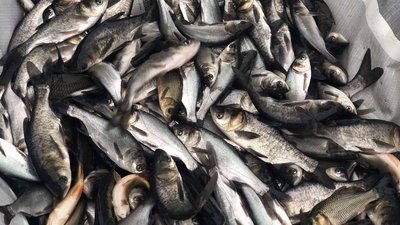 У водойми Херсонщини випустили понад 36 тисяч рибин У водойми Херсонщини випустили понад 36 тисяч рибин