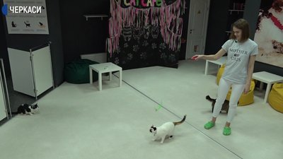 Як виживають 17 котів в одному з кафе Черкас Як виживають 17 котів в одному з кафе Черкас
