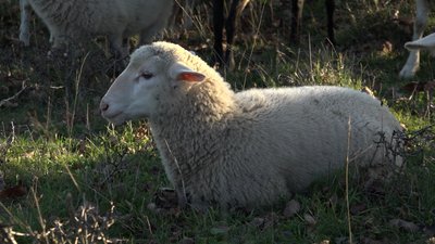 "Лабораторія українського вівчарства". На Івано-Франківщині вивели нові породи овець "Лабораторія українського вівчарства". На Івано-Франківщині вивели нові породи овець