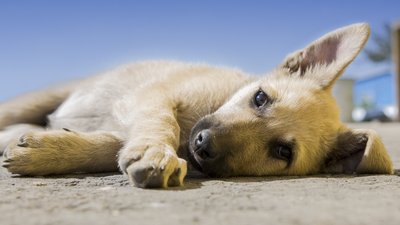 За 2020-й рік у Запоріжжі стерилізували 1200 безхатніх тварин