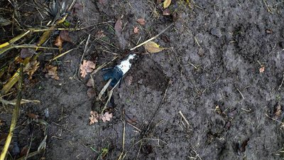 На Сумщині піротехніки знищили 22 вибухонебезпечних предмети — ДСНС На Сумщині піротехніки знищили 22 вибухонебезпечних предмети — ДСНС