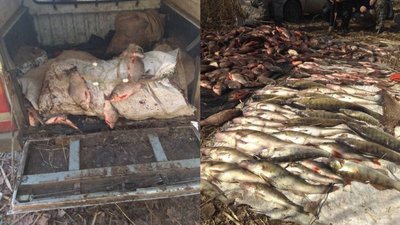 Браконьєри на Черкащині виловили риби більш ніж на мільйон гривень Браконьєри на Черкащині виловили риби більш ніж на мільйон гривень