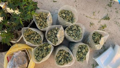 Майже 300 кг конопель вилучили правоохоронці в закарпатця Майже 300 кг конопель вилучили правоохоронці в закарпатця