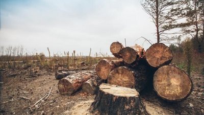 У лісах Черкащини посилили охорону