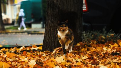 Кіт, парк, погода, осінь
