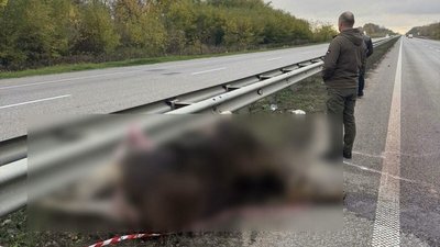 Держекоінспекція, дтп, тварини, лось