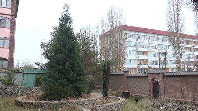 П'ять метрів за 9 років – у Миколаєві чоловік вирощує гігантську секвою