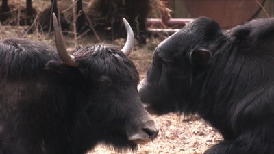 У харківському екопарку поселився безрогий як У харківському екопарку поселився безрогий як