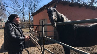 В Одеському іподромі корму залишилося на півтора місяця. У закладі живе 135 коней