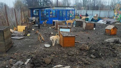"Гєна сказав: "Я буду тут жити". Як виживає притулок "Друг" у Краматорську