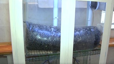 У Херсоні вирощують абажури із грибів - новий винахід співробітників місцевого вишу У Херсоні вирощують абажури із грибів - новий винахід співробітників місцевого вишу
