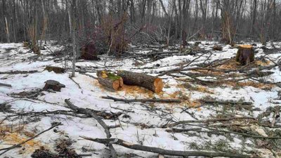 Понад 500 пнів незаконно зрубаних дерев виявили екологи на Волині Понад 500 пнів незаконно зрубаних дерев виявили екологи на Волині