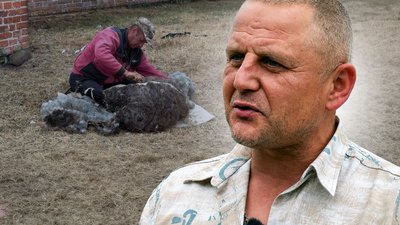 Вівці, стрижка вівці, стрижка баранів, ферма, Олександр Сухорський