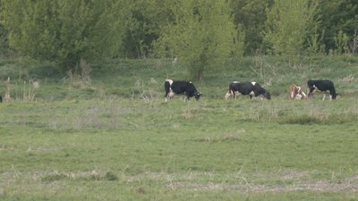 Ставок у Городку