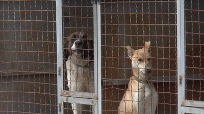 Миколаївські депутати прийняли програму щодо поводження з безпритульними тваринами