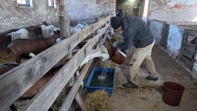 Полтавські волонтери доглядають за козами, яких вивезли з-під обстрілів із Харківщини Полтавські волонтери доглядають за козами, яких вивезли з-під обстрілів із Харківщини
