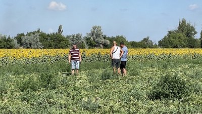 Секрет кавуна — сонце, земля, повітря. Як вродили баштанні цьогоріч та де скуштують херсонські кавуни Секрет кавуна — сонце, земля, повітря. Як вродили баштанні цьогоріч та де скуштують херсонські кавуни